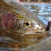 Top 12 Nymphs For Trout // Deadly Dozen Assortment -Fishpond Store 13245731394 0fe5bfce8b o