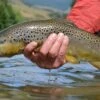 Top 12 Dry Flies For Trout // Deadly Dozen Assortment -Fishpond Store 33075084278 3632040f81 k