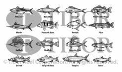 Tibor Everglades Reel 7/8/9 - Saltwater Reel 22 Tibor Everglades Reel 7/8/9 - Saltwater Reel -Fishpond Store Gamefish