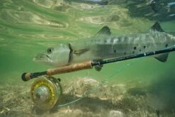 Sage SALT R8 // Saltwater Fly Rod -Fishpond Store SALT R8 13